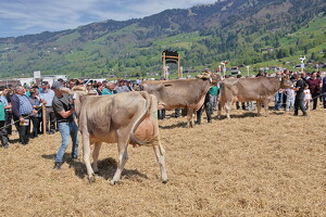 125 J. Viehzuchtverein Schänis